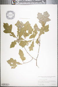 Quercus austrina image