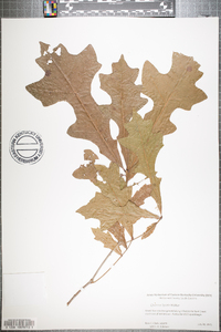 Quercus lyrata image