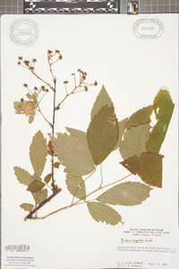 Rubus argutus image