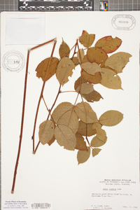 Rubus argutus image