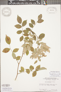 Rosa multiflora image