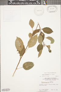 Malus pumila image