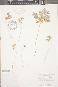 Dicentra cucullaria image