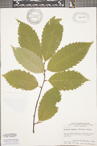 Castanea dentata image