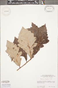 Quercus bicolor image