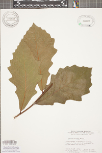 Quercus bicolor image