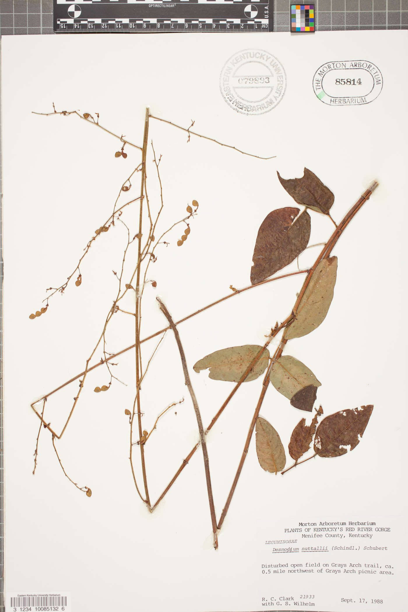 Desmodium nuttallii image