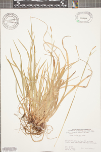 Carex gracilescens image