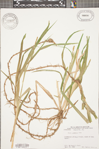 Carex scabrata image