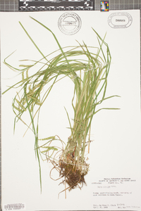 Carex prasina image