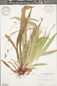 Carex plantaginea image