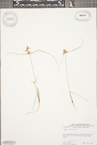 Cyperus flavescens image