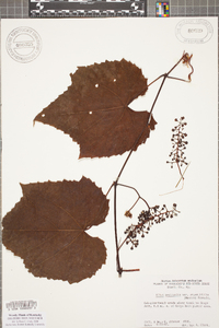 Vitis aestivalis var. bicolor image