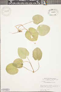 Viola rotundifolia image