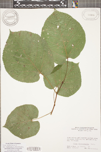 Tilia americana var. heterophylla image