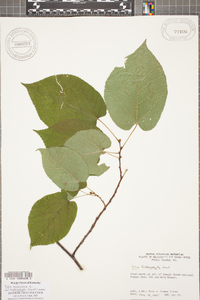 Tilia americana var. heterophylla image