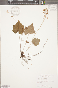 Tiarella cordifolia image