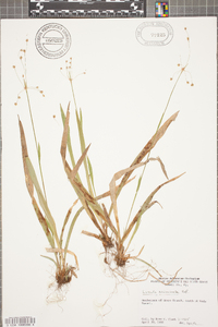 Luzula acuminata var. carolinae image