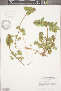 Lamium purpureum image