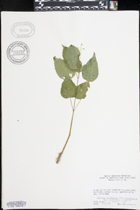 Circaea canadensis image