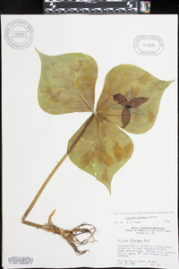 Trillium sulcatum image