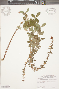 Lespedeza violacea image