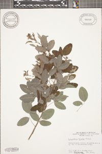 Lespedeza bicolor image