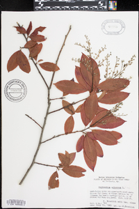 Oxydendrum arboreum image