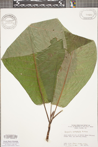 Magnolia macrophylla image