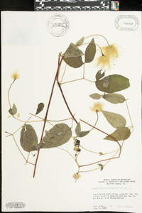 Clematis viorna image