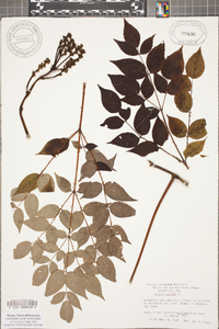 Aralia spinosa image