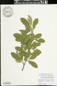 Bumelia oblongifolia image