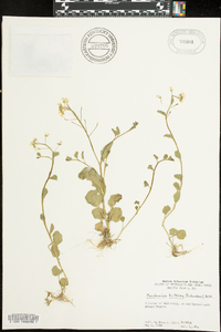 Cardamine rhomboidea image