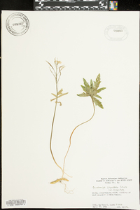 Cardamine angustata image