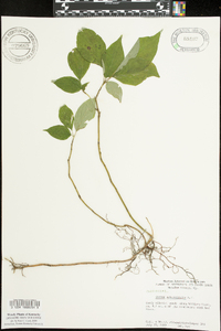 Cornus alternifolia image