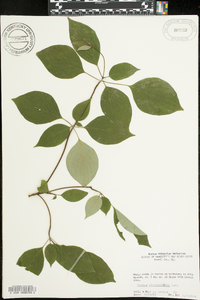 Cornus alternifolia image