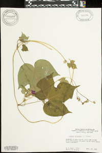 Ipomoea hederacea image