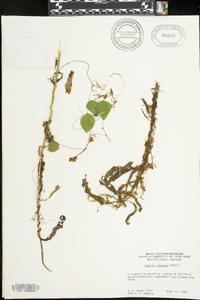 Cuscuta compacta image