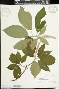 Clethra acuminata image