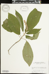 Clethra acuminata image