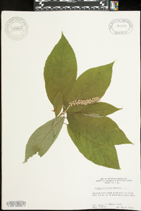 Clethra acuminata image