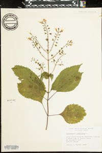 Collinsonia canadensis image