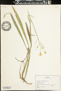 Pityopsis graminifolia var. latifolia image