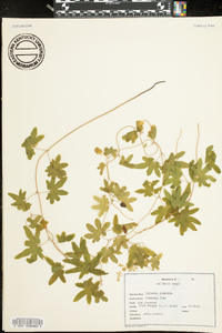 Lygodium palmatum image