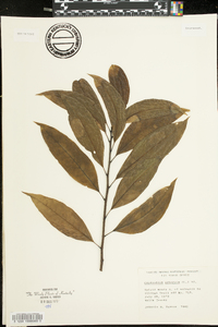 Oxydendrum arboreum image