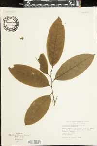 Oxydendrum arboreum image