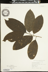 Oxydendrum arboreum image