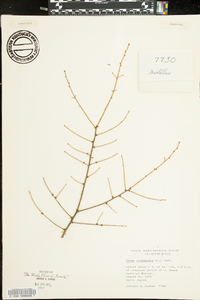 Tsuga canadensis image