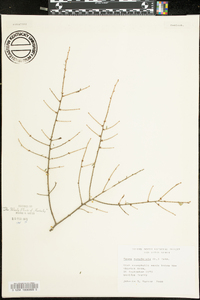 Tsuga canadensis image