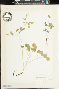 Thalictrum clavatum image